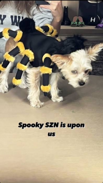 Идеальный костюм на Хэллоуин для собаки: показывают Хейли и Джастин Бибер